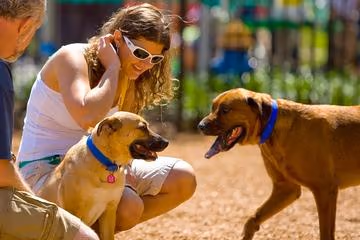 Discovery Green Dog Run photo 1
